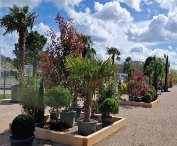  Végétaux uniques et Arbres d'exceptions pour votre jardin